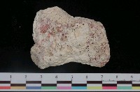 藏品(黃金牡蠣)的圖片